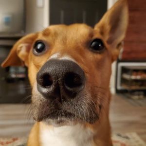 Meet your Posher, Cody